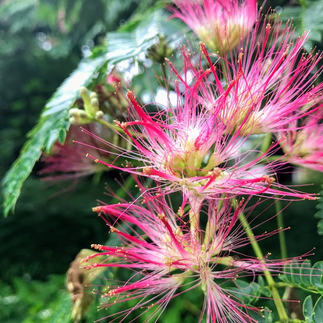 （Ｃ）コクハク