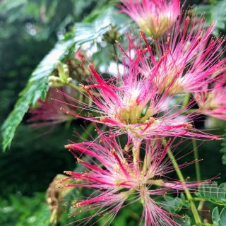 ねむの木の花 2020.7.8（水）