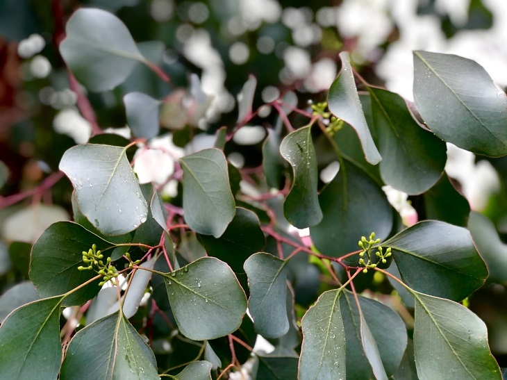 丸葉品種「ポポラス」の実もつき始めました