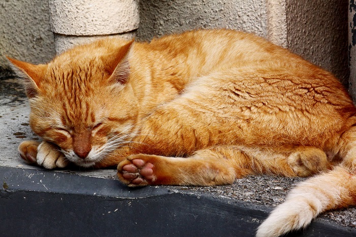 （Ｃ）芳澤ルミ子