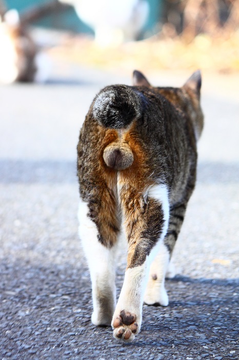 （Ｃ）芳澤ルミ子