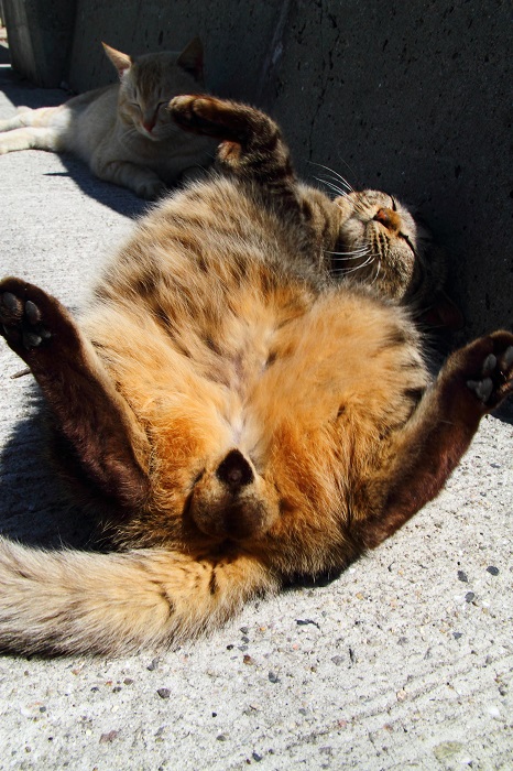 （Ｃ）芳澤ルミ子