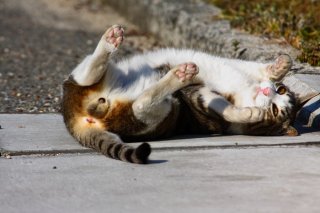 見ていいよ♪ ユーモアたっぷりにおどける“にゃんたま”少年