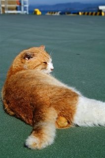 いつかはお隣の島でハレームを…夢を諦めない“にゃんたま”君