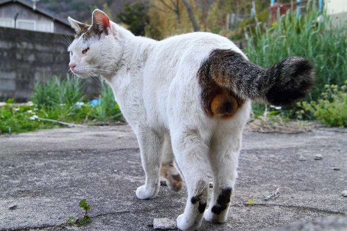 （Ｃ）芳澤ルミ子