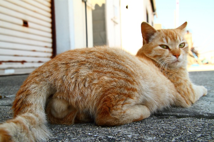 （Ｃ）芳澤ルミ子