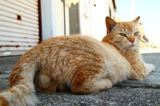 聖なる秘密の島で出会ったカッコイイ見返りイケ“にゃんたま”