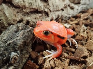 アカトマトガエル（撮影：三谷伸也）