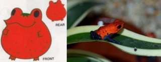 左・ストロベリー・フロッグ（Ｃ）BANDAI／右・イチゴヤドクガエル（撮影：三谷伸也）