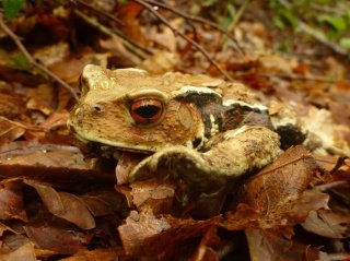 アズマヒキガエル　（撮影：五十嵐悟）