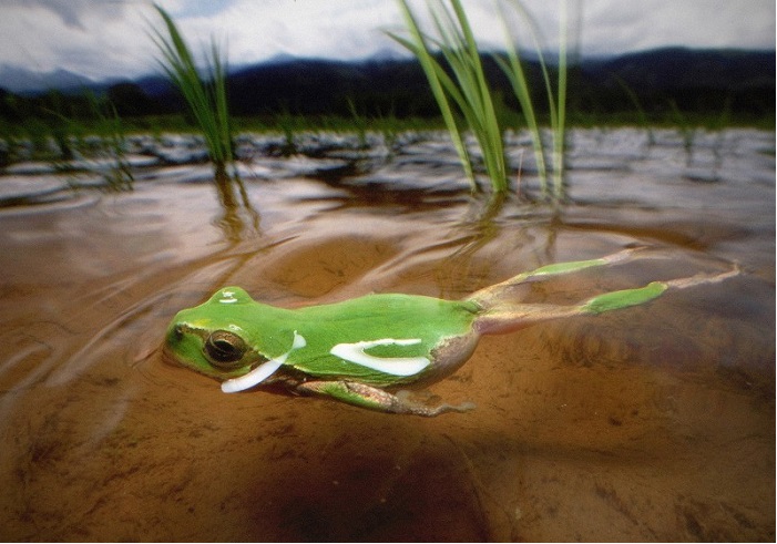二ホンアマガエル（撮影：矢内靖史）