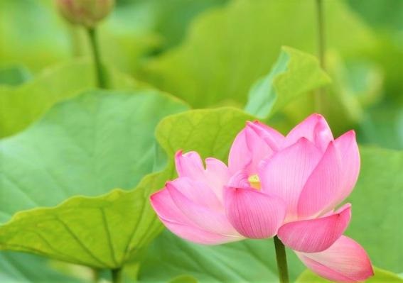 今が見ごろ！逃したら来年までお預けです（写真　Aribaba）