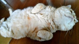 猫のようなもの 2020.8.1（土）