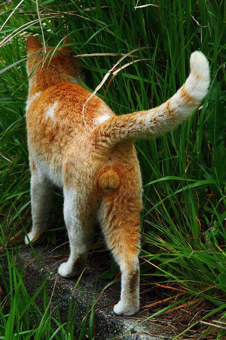 （Ｃ）芳澤ルミ子