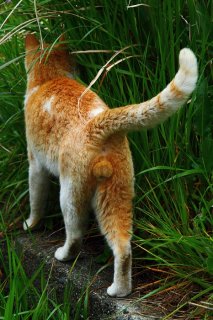 気になる白猫を見つめて…片思い中の“にゃんたま”の後ろ姿