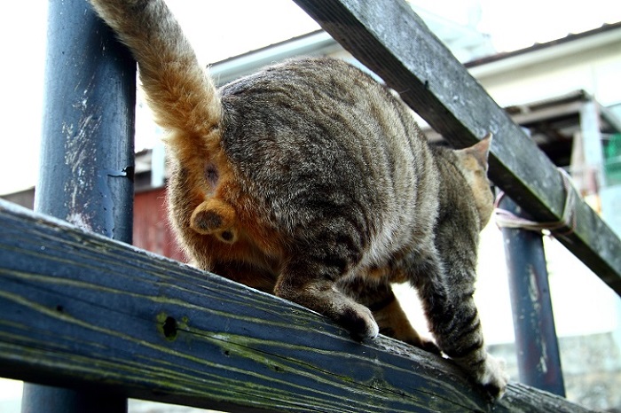 （Ｃ）芳澤ルミ子