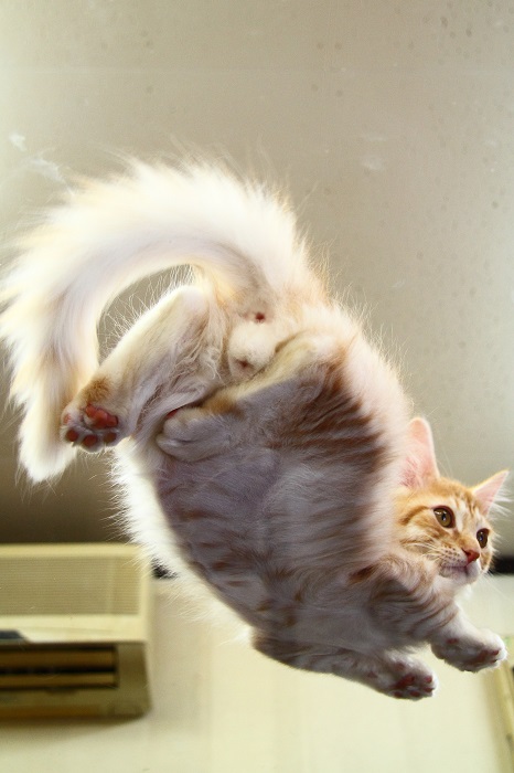 （Ｃ）芳澤ルミ子（「ネコの裏側」辰巳出版より）