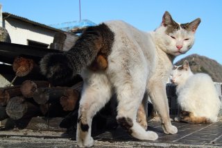 クールでダンディなボス猫“にゃんたま” 鋭い視線にドキッ！