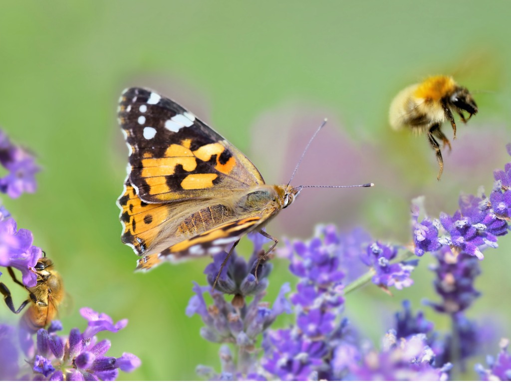 若い男性にはたくさんの女性が集まる（写真:iStock）