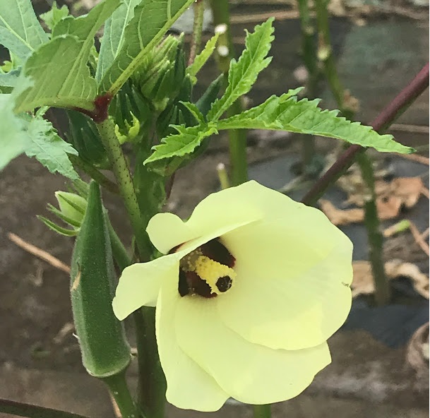 （Ｃ）コクハク