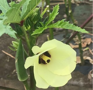 アゲてこうぜ 2020.8.13（木）