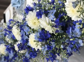 コロナ太り解消！デルフィニウムの青い花で食欲コントロール