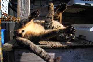 日陰でのんびりだったのに…西日の暑さに固まる“にゃんたま”