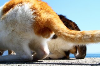 防波堤で釣れた？ 魚じゃなくて元気な2匹の“にゃんたま”君