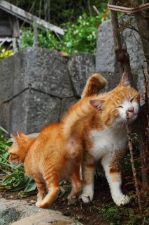 「お兄にゃん♡」将来が楽しみな仲良し“にゃんたま”兄弟