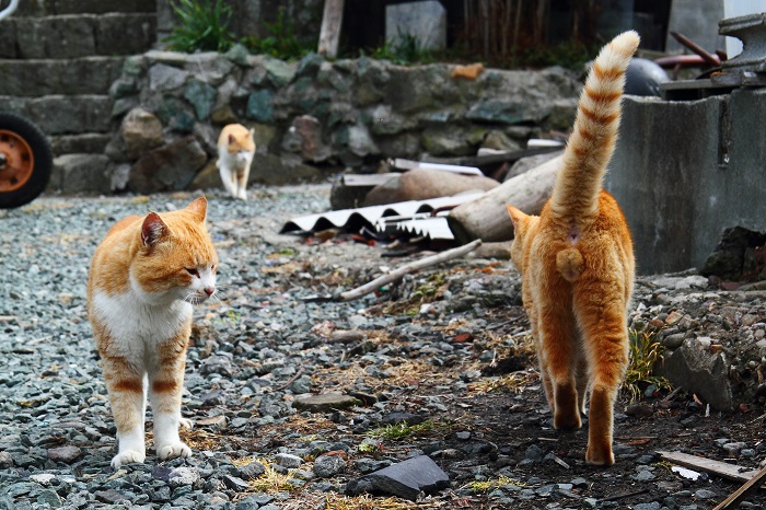 （Ｃ）芳澤ルミ子