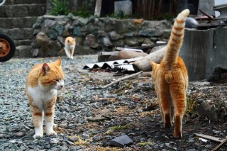 夏も終わり秋分へ…去り行く季節の“にゃんたま”に感じる哀愁