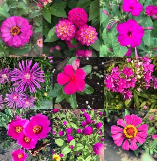 いろんなピンク 2020.8.25(火)