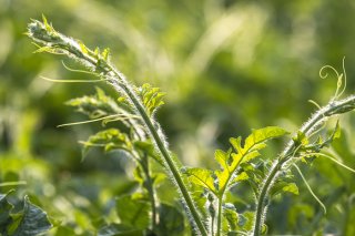 朝露のきらめき 2020.8.27(木)