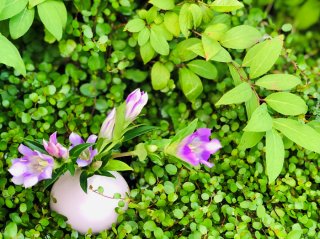 落ち込んでいるアナタへ 太陽に咲くリンドウで元気になって