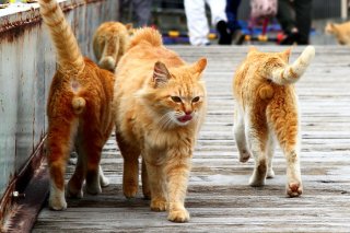 男の子が大集合！ 茶トラの“にゃんたま”天国に大興奮の巻