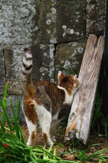 セクシーな香りでマーキング 優雅な“にゃんたま”君の後ろ姿