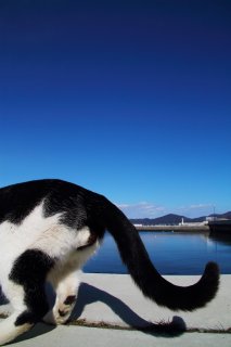 釣り人さんに聞き込み中の“にゃんたま”君「お魚釣れてる？」