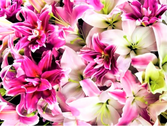 意外と知らないゆりの話（写真:浅野光寿）