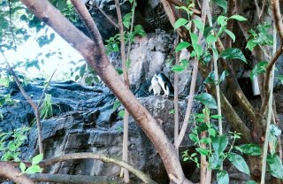 ペンギンカップルの密会 2020.9.13（日）