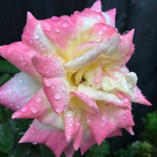 雨上がり 2020.9.18（金）