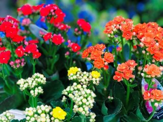 敬老の日にも…“頭が良くなる”不撓不屈の花「カランコエ」