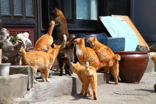 あなたは見つけられる? 腹ペコ“にゃんたま”はどーこだ?