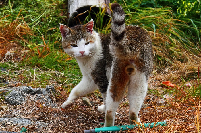 （Ｃ）芳澤ルミ子