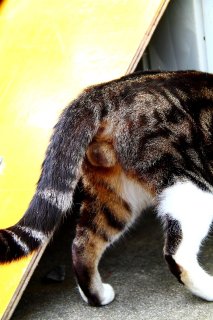 存在自体が芸術…神の最高傑作“にゃんたま”撮影に試行錯誤