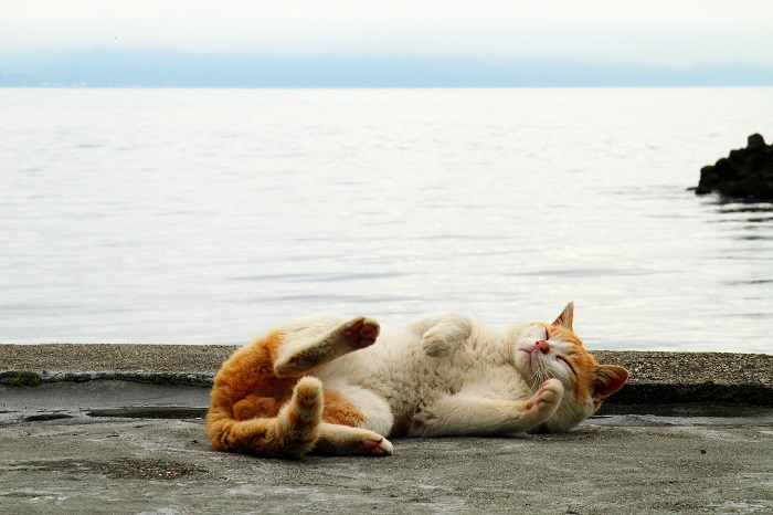 （Ｃ）芳澤ルミ子