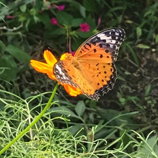 蝶々のおやつタイム 2020.9.24(木)