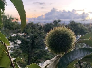 山のマリモ 2020.9.23(水)