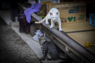 猫はいいよなあ! 2020.9.26(土)