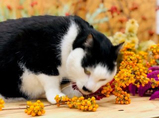 ツル梅もどきにお顔をスリスリ。店長の毛だらけで、もはや売り物になりませんよ。by平社員