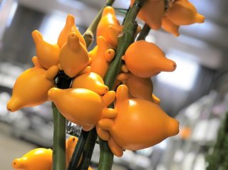 カナリアナス（フォックスフェイス）